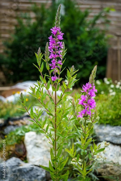Obraz Gewöhnlicher Blutweiderich, Lythrum salicaria