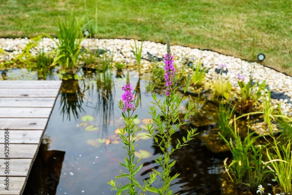 Obraz Gewöhnlicher Blutweiderich, Lythrum salicaria am Rande eines kleinen Teiches mit Steg