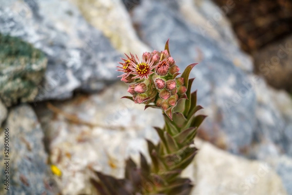 Obraz blühender Hauswurz, Sempervivum tectorum