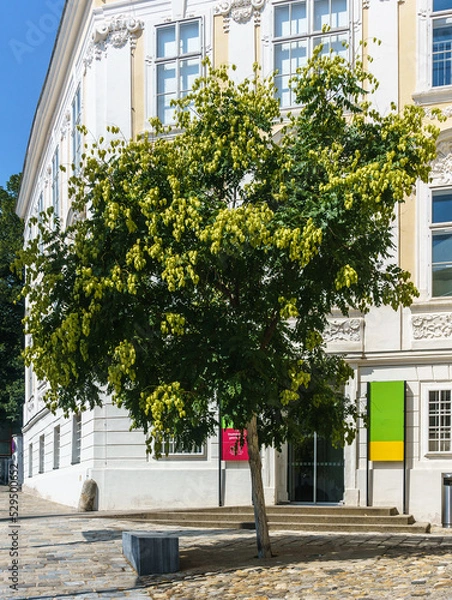 Obraz koelreuteria paniculata, Blasenbaum, Blasenesche