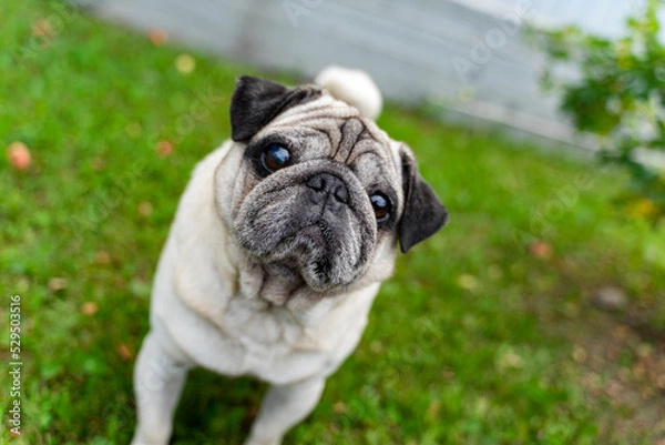 Fototapeta An old pug looking at the top in a green meadow. Good quality photos