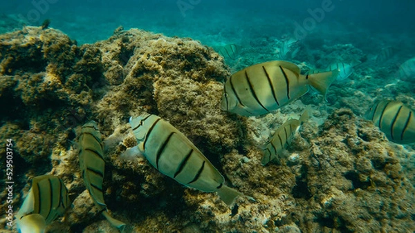 Fototapeta Queen's Beach