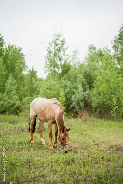 Obraz A horse grazes in the woods. Beautiful mane and color of the horse. Grazing a herd in the summer.