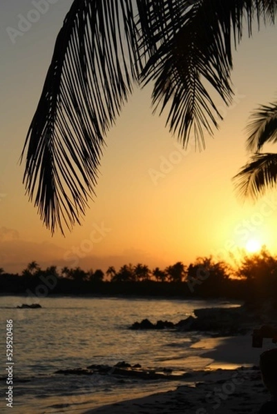 Fototapeta Palm Tree Sunset