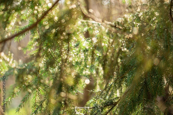 Fototapeta Just forest