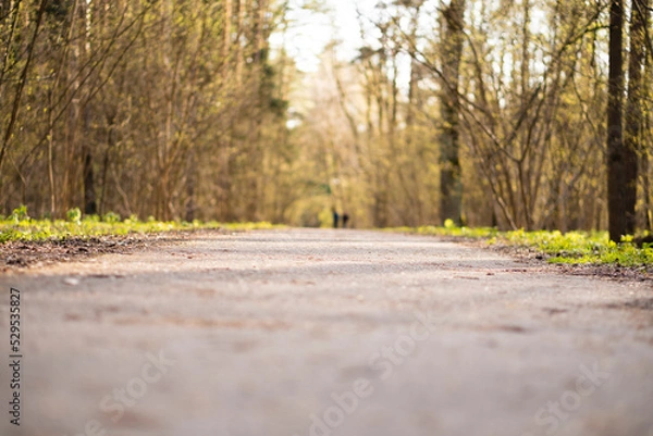 Fototapeta Just forest