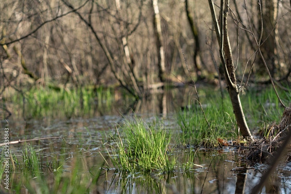 Fototapeta Just forest