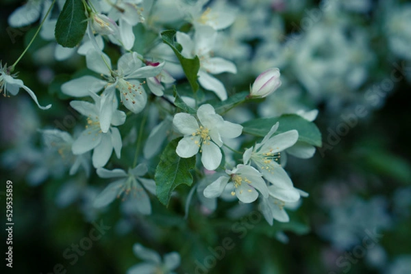 Fototapeta Just forest