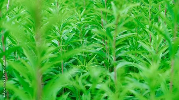 Fototapeta Just forest