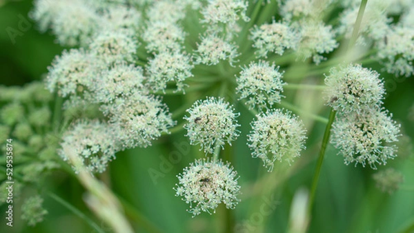 Fototapeta Just forest