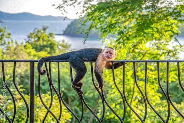 Fototapeta Pura Vida