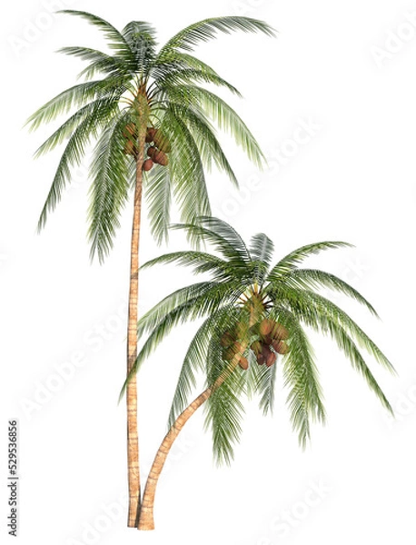 Obraz Coconut palm trees 1