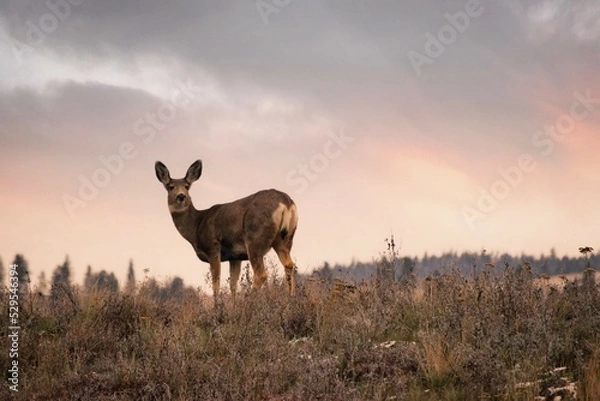 Obraz Deer against the sunset