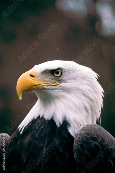 Obraz Intensity of the eagle