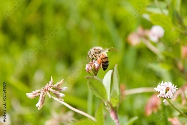 Obraz Abeja trabajando 