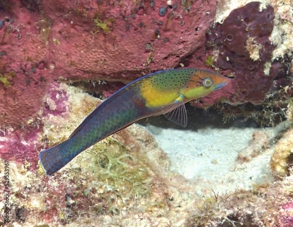 Obraz Yellowhead Wrasse on the reef