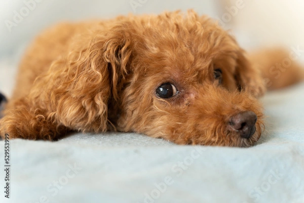 Fototapeta ちらっと見るトイプードル