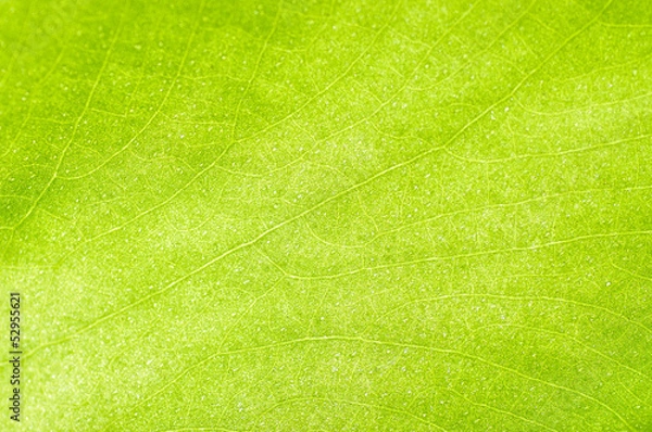 Obraz green-yellow  leaf texture