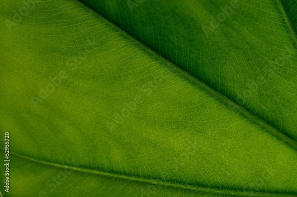 Obraz green leaf texture