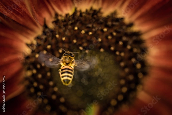 Obraz Bee Flying Towards Sunflower