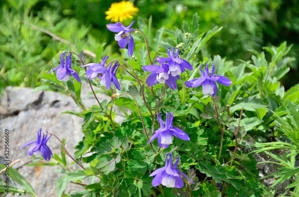 Fototapeta ミヤマオダマキ