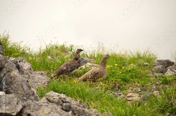 Fototapeta ライチョウ