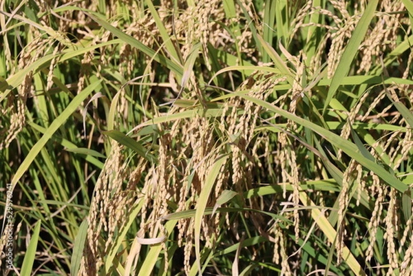 Fototapeta 田　９月　収穫間際