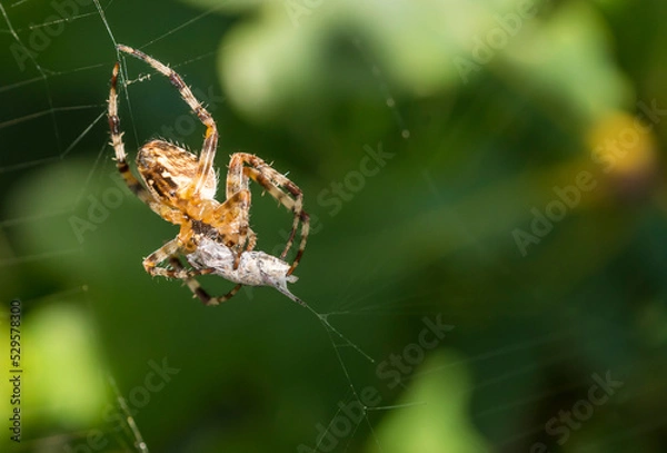 Fototapeta Eine Spinne hat ihre Beute umwickelt um sie aus zu saugen