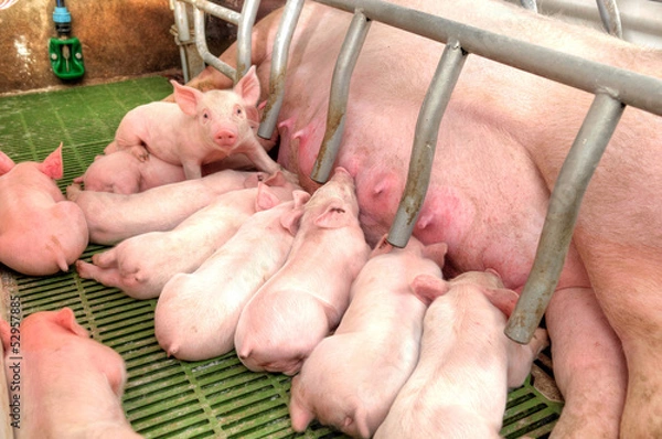 Obraz Momma pig feeding baby pigs