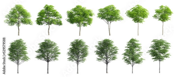 Fototapeta Collection Beautiful 3D Trees Isolated on PNGs transparent background , Use for visualization in architectural design or garden decorate	