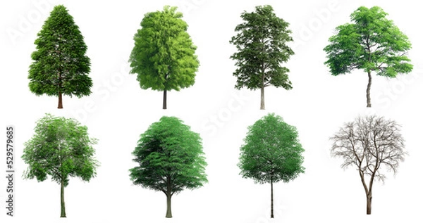 Fototapeta Collection Beautiful 3D Trees Isolated on PNGs transparent background , Use for visualization in architectural design or garden decorate	
