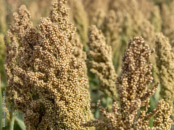 Obraz Sorghum close-up on the field, natural background. The sorghum crop is ripening in the field. Macro photo of sorghum seeds on a plant  and also known as great millet, durra, jowari, jowar or milo