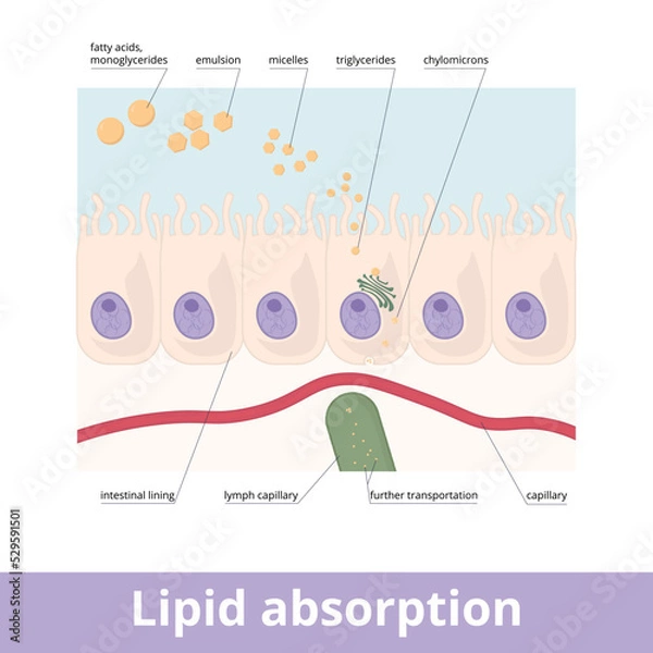 Fototapeta Lipid absorption. Fat globules absorption in the digestive system, emulsion and micelles formation, triglycerides compound, and further chylomicrons transportation into lymph capillary.
