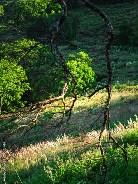 Obraz Forest summer meadow in sunset.