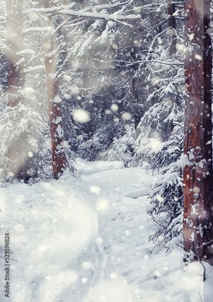 Obraz Winter forest landscape. Tall trees under snow cover. January frosty day in the park.