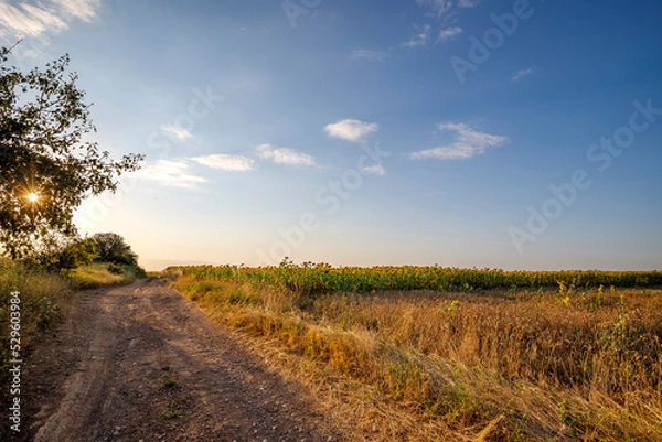 Fototapeta Sun between the branches of the country road at the and of a day
