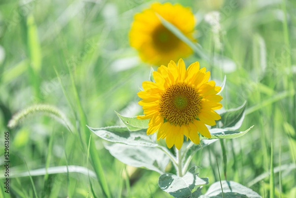Fototapeta 大泉緑地・四季彩園ひまわり畑で咲くヒマワリ