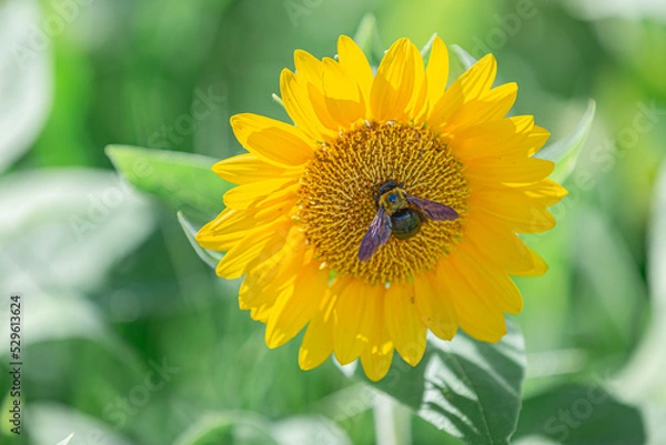 Obraz 大泉緑地・四季彩園ひまわり畑のヒマワリとヒマワリに留まったクマバチ（アップ）