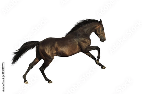 Obraz Bay horse isolated 