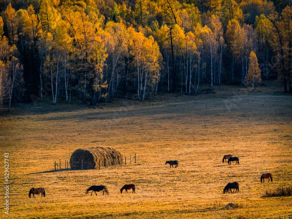 Fototapeta 风景（中国、喀纳斯禾木）