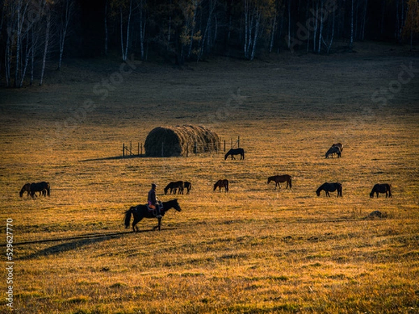 Fototapeta 风景（中国、喀纳斯禾木）