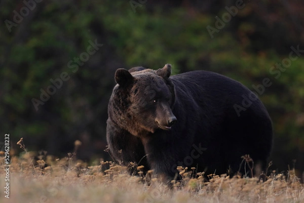 Obraz A brown bear male is looking for food at the edge of a mountain forest in autumn season before sunset.