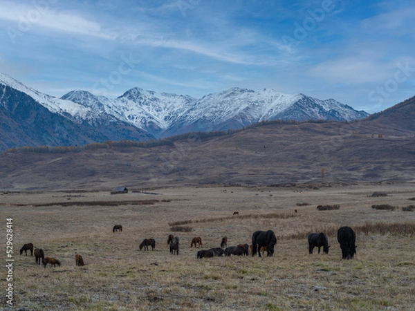 Fototapeta 风景（中国、喀纳斯禾木）