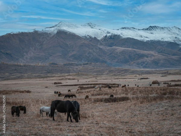 Fototapeta 风景（中国、喀纳斯禾木）