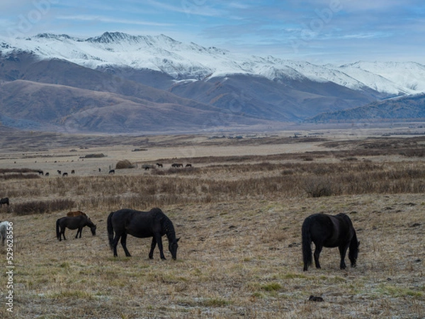 Fototapeta 风景（中国、喀纳斯禾木）