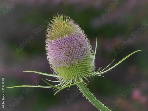 Obraz Wilde Karde in Blüte