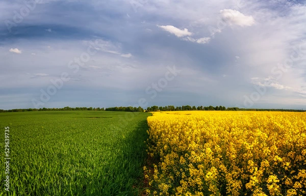 Obraz rapeseed field blue sky clouds summer beautiful view panorama landscape yellow flowers field blossoms