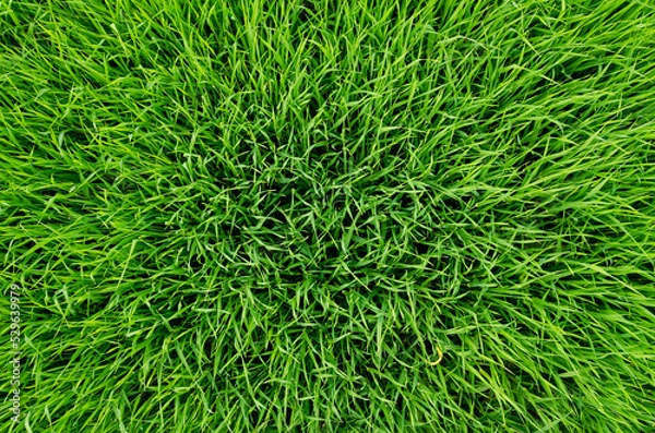 Obraz Green juicy grass field summer day green background pattern top view  abstraction freshness