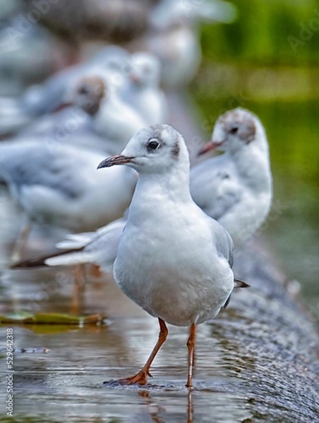 Obraz Neugierige Möwe