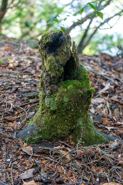 Fototapeta 苔に覆われた枯れた木の幹